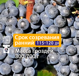 Кишмиш Черный султан