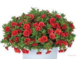 Калибрахоа махровая Aloha Double Red