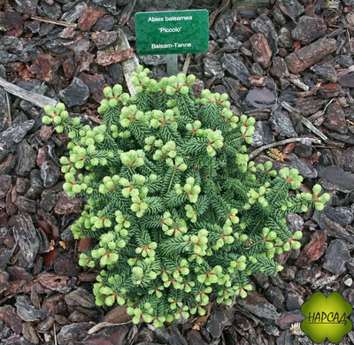 Пихта бальзамическая "Пикколо" (1 м)