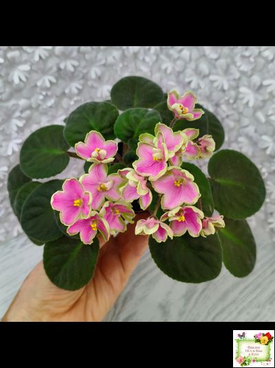 ЛЕ-Ярита (Е.Лебецкая) 2016 г.