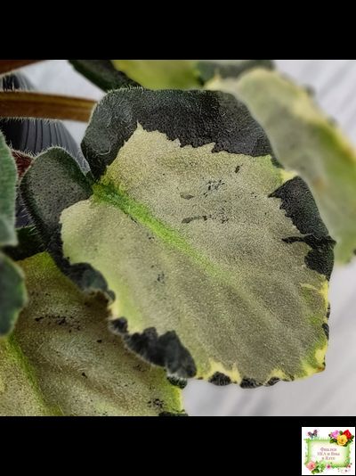 Harmony's Little Stinker-2 (Harmony) листовая химера