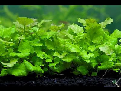 Кардамин sp. Singapur (шт)