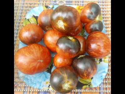 Томат Королева ночи (Koenigin der Nacht)