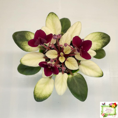 Jolly Jubilee  (H. Pittman) (9908) 03/07/2008