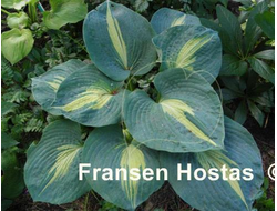 Хоста Thunderbolt