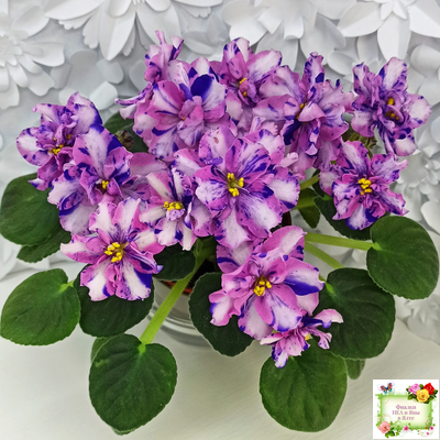 МК-Ветер Перемен Люкс химера (пасынок укоренённый из цветоноса)