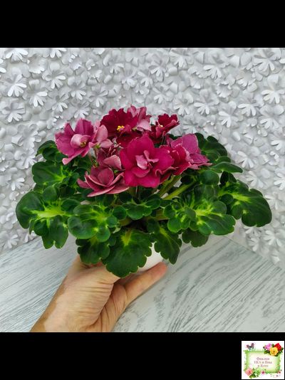 ВаТ-Супер Мама (Т.Валькова) 2020 г.