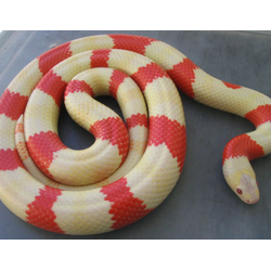Гондурасская молочная змея-альбинос (Lampropeltis triangulum hondurensis albino)