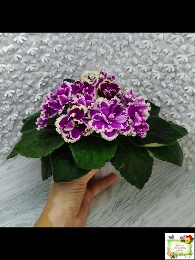 ЕК-Малахитовая Орхидея (Е. Коршунова) 2012 г.