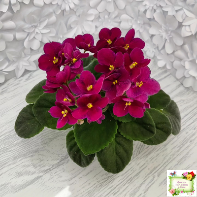 Mac’s Paisley Pattern (G.McDonald)