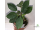 Фикус Буркеи / Ficus burkei
