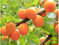 АБРИКОС РАЙОНИРОВАННЫЙ