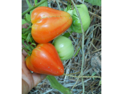 Томат Канада (Канадское наследие полосатый)