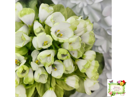 Н-Нейтири (Н. Бердникова) 2016 г.