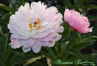 Paeonia Springfield