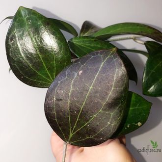 Hoya cv. Genieve (MB-1141)