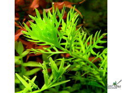 Хоттония инфлата (горшок)