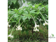 Randia macrantha (Euclinia longiflora) / Рандия макранта (Эуклиния лонгифлора)