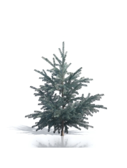 Billboards Ель летняя_23