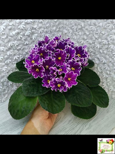 АВ-Просто Космос (Фиалковод) 2019 г.