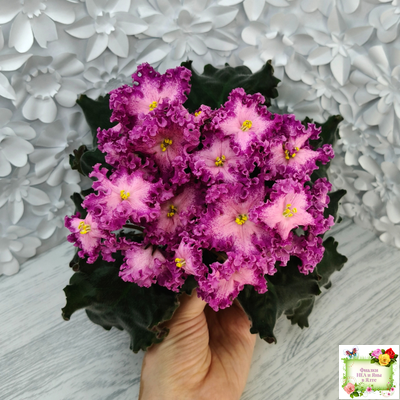 Nik-Любовный Напиток (Н. Булко) 2023 г.