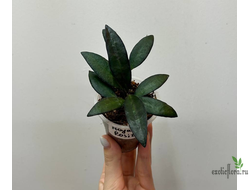 24/07/25 Hoya Rosita