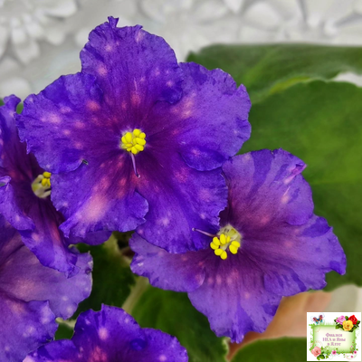 Nik-Сокровище Каравана (Н. Булко) 2022 г. (сортовой стартер)