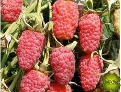 МАЛИНА Красная Гвардия (ремонтантная, лучшая из лучших) (САЖЕНЕЦ 2 ГОДА)