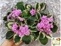 Alameda Trail (P.Harris) трейлер (лист посажен 06.10.25)