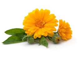 Гидролат Календула, Ноготки лекарственные, Calendula officinalis (цветы) 100 мл