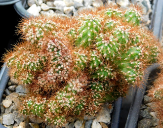 Cereus peruvianus f.monstrosa (D=100-120mm) куртина