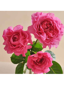 Тсукиёми (Tsukiyomi)