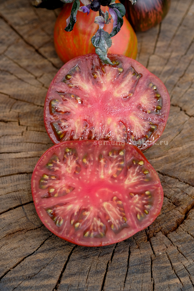 Томат Ярсон 16 (Jarson 16), 10 шт