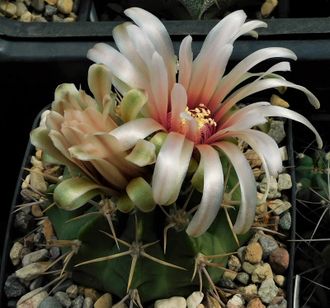 Gymnocalycium mostii v.genseri VG-1086 - 5 семян