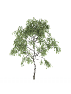 лиственные Береза 009