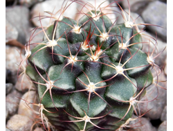 Gymnocalycium bruchii v. niveum VG 536