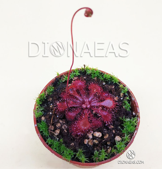 Drosera sp. South Africa