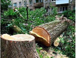 Спил деревьев