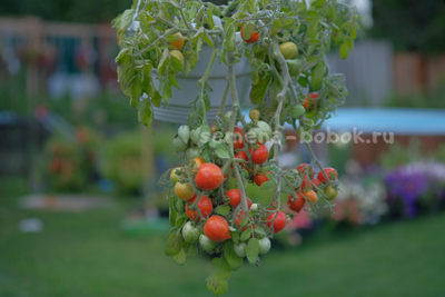 Томат Fuzzy Wuzzy (Фузи Вузи), 10 шт