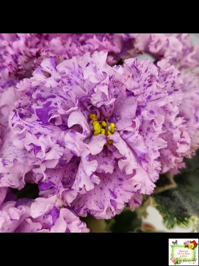 АВ-Розовое Шампанское (Фиалковод) 2020 г.