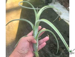 Тилландсия Intermedia giant