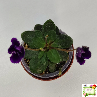 Hunter's Black Talon (K. Muzalewski)