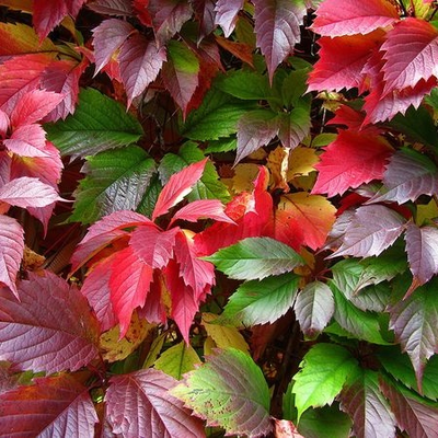 "Девичий виноград пятилистник" Силиконовый молд (вайнер)