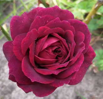 Астрид Графин фон Харденберг  ( Astrid Grafin von Hardenberg ) роза, ЗКС