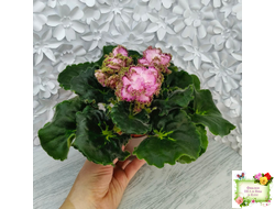 ЛЕ-Медуница (Е. Лебецкая) 2020 г.