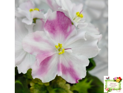 АВ-Птица Певчая (Фиалковод) 2022 г. (гёрл-листья с кроновой пестролистностью)