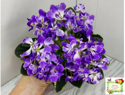 LV-Элизабет (Л. Шевелева) 2023 г. (лист посажен 25.07.25)