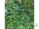 Selaginella uncinata / Селагинелла унцината (листочки с иризацией)