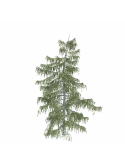 хвойные Ель Бревера 4