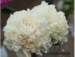 Пион Summer Glow (Саммер Глоу)